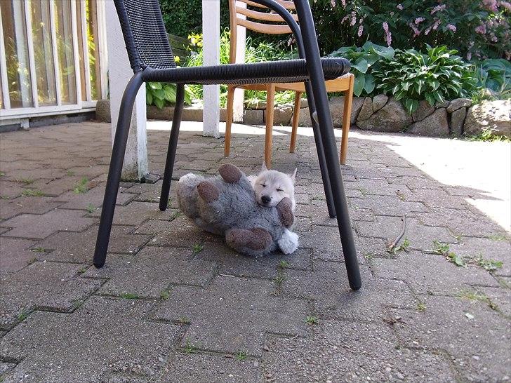 Norsk buhund Miss Bailey *Himmelhund* - Blev pludseligt træt. billede 7