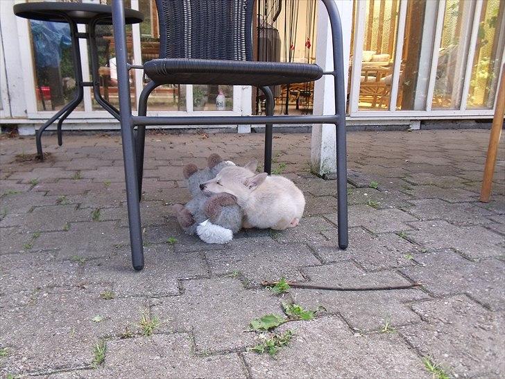 Norsk buhund Miss Bailey *Himmelhund* - Ja ja mor tror du virkeligt folk gider at se mig sove. Suk. billede 8