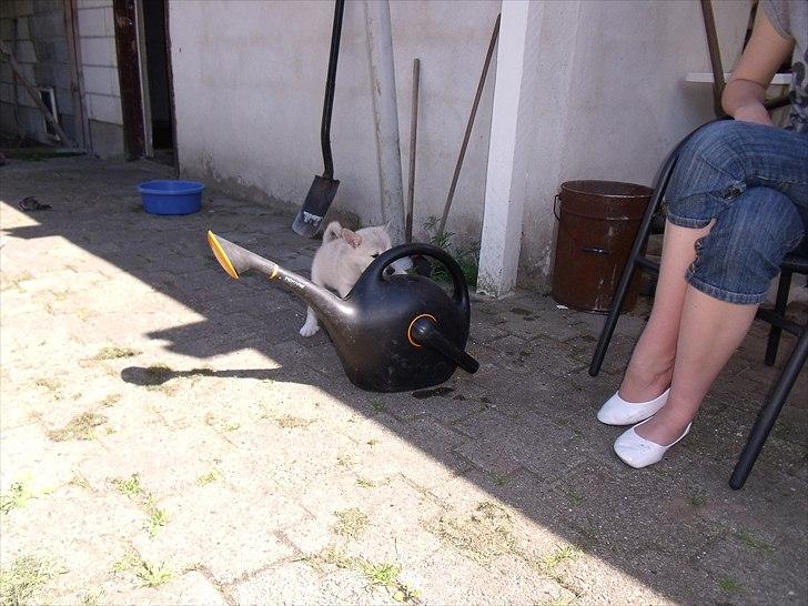 Norsk buhund Miss Bailey *Himmelhund* - Jeg er nød til at sætte denne tingest på plads, den skal bare have nogle bank. billede 9