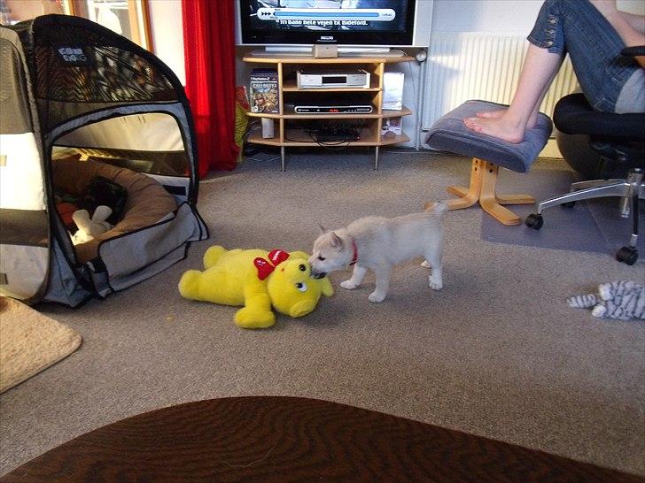 Norsk buhund Miss Bailey *Himmelhund* - Ingen Bamser er for store, de er bare sjove. billede 10