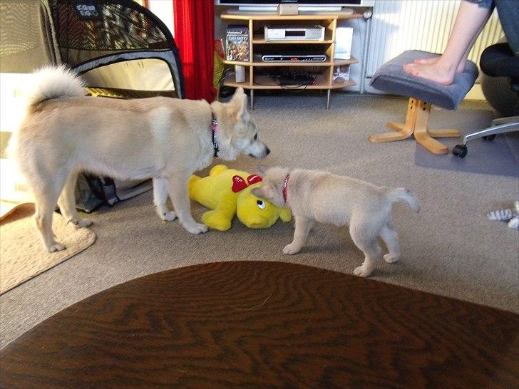 Norsk buhund Miss Bailey *Himmelhund* - Nej søster den her klare jeg selv. billede 11