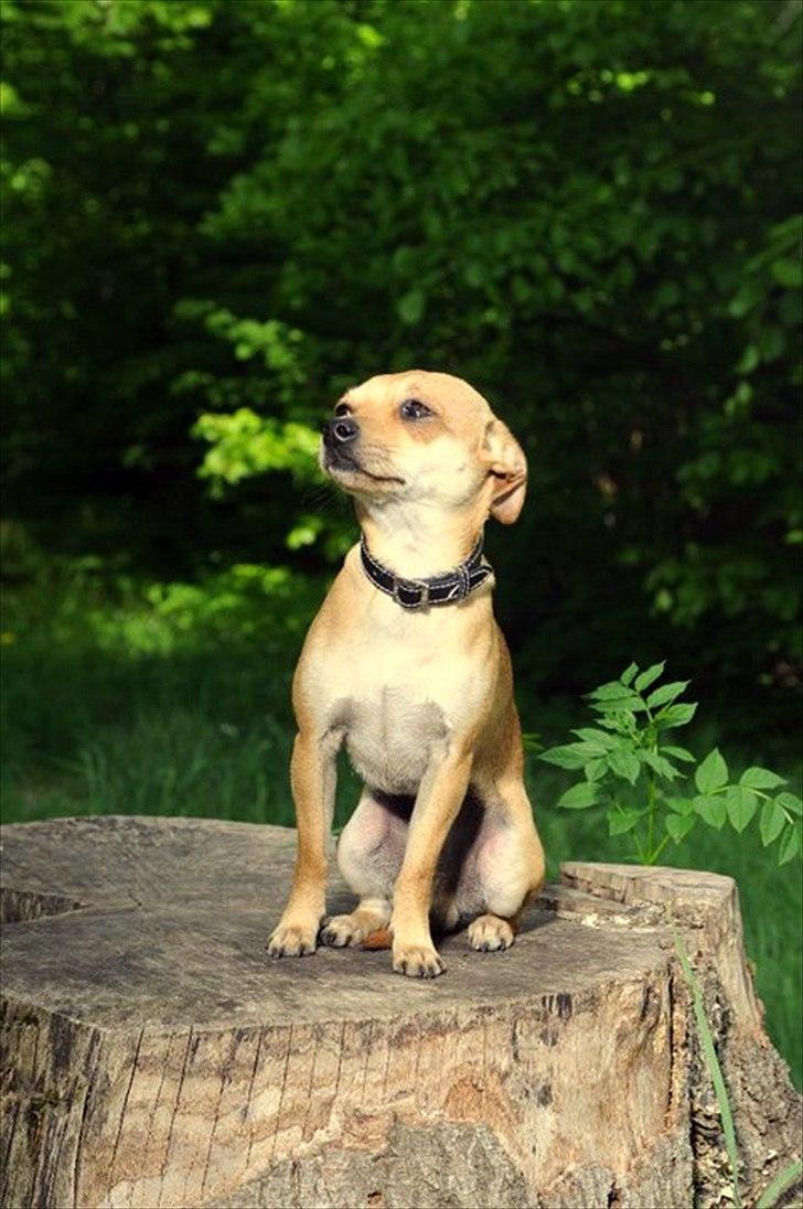 Dvaergpinscher Bambam billede 19