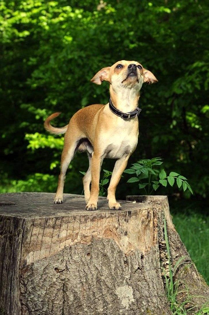 Dvaergpinscher Bambam billede 1