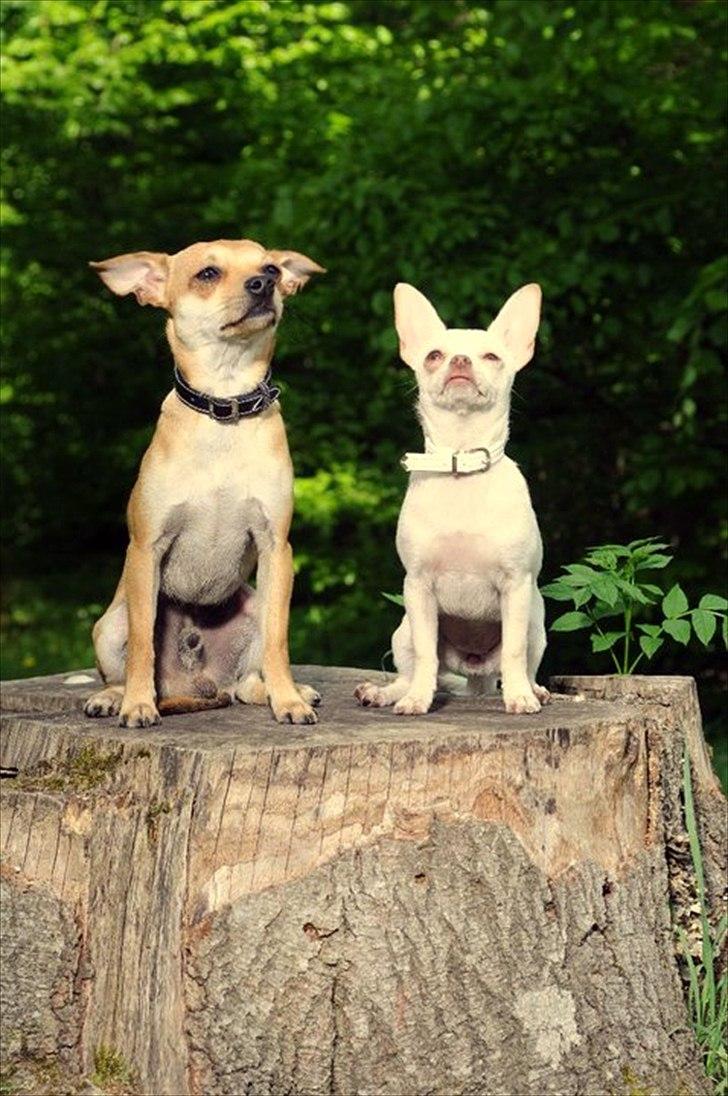 Dvaergpinscher Bambam billede 20