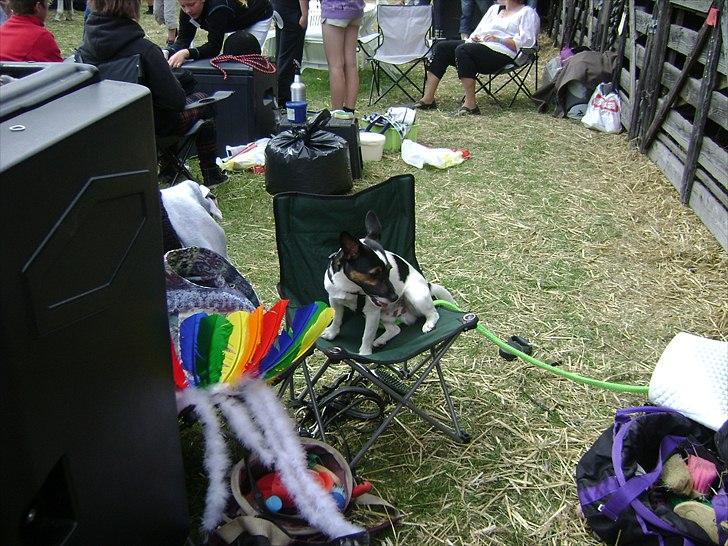 Jack russell terrier Ollie billede 4