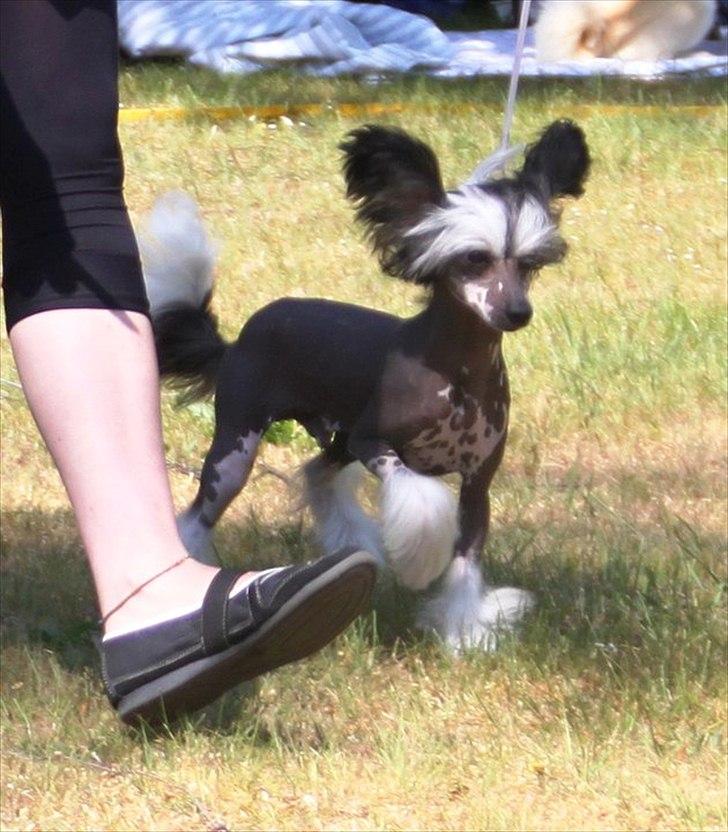 Chinese crested hårløs Secret Brawo Bis billede 12