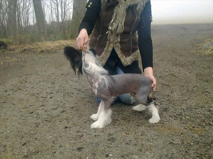 Chinese crested hårløs Secret Brawo Bis billede 13