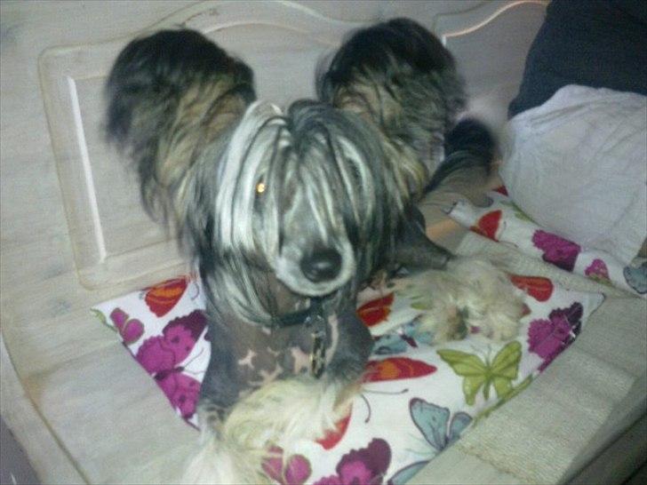 Chinese crested hårløs Secret Brawo Bis billede 14