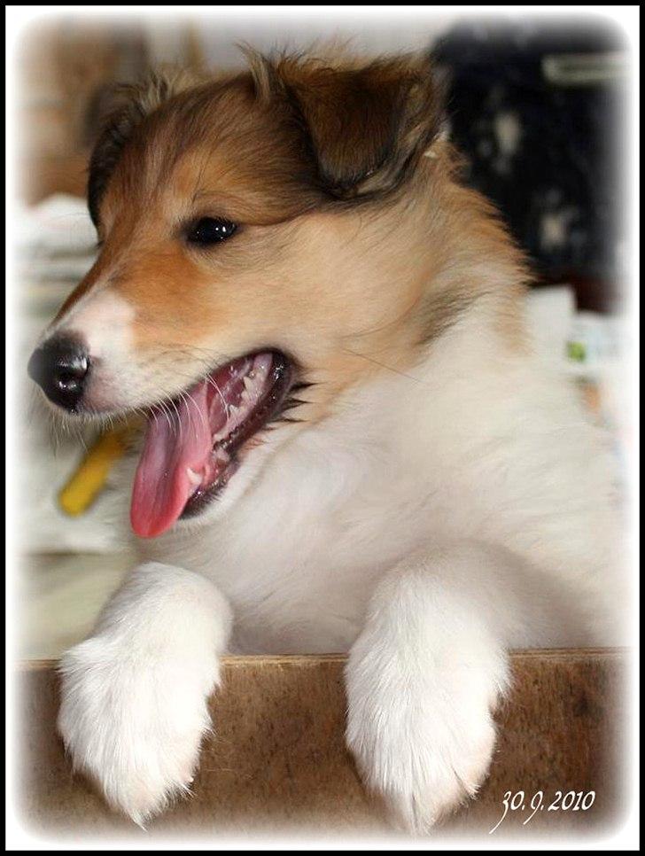 Collie langhåret Ebony Moor´s Adorable Alba billede 10