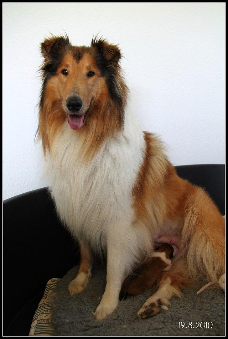 Collie langhåret Ebony Moor´s Adorable Alba billede 11