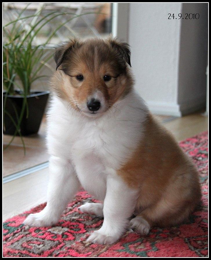 Collie langhåret Ebony Moor´s Adorable Alba billede 12