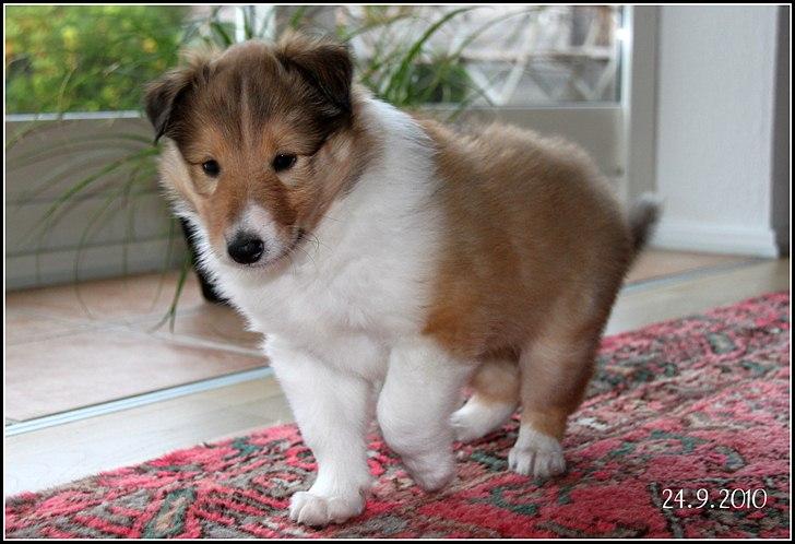 Collie langhåret Ebony Moor´s Adorable Alba billede 13