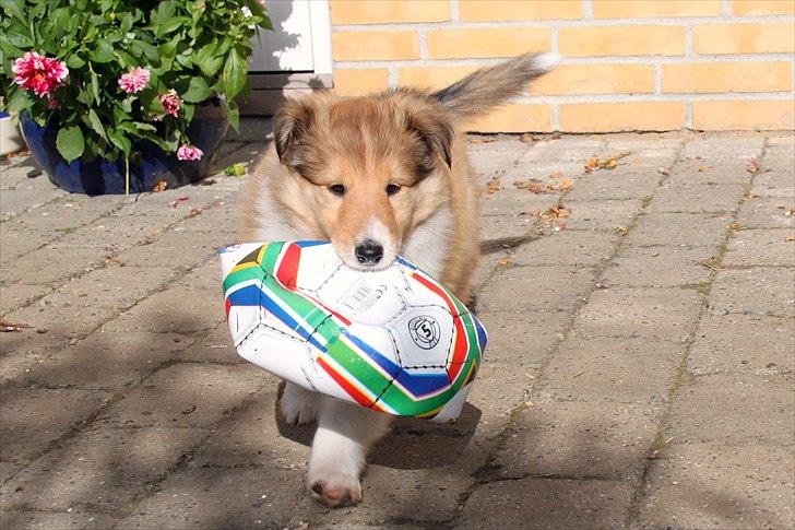 Collie langhåret Ebony Moor´s Adorable Alba billede 14