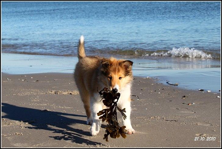 Collie langhåret Ebony Moor´s Adorable Alba billede 15