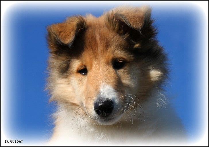 Collie langhåret Ebony Moor´s Adorable Alba billede 16