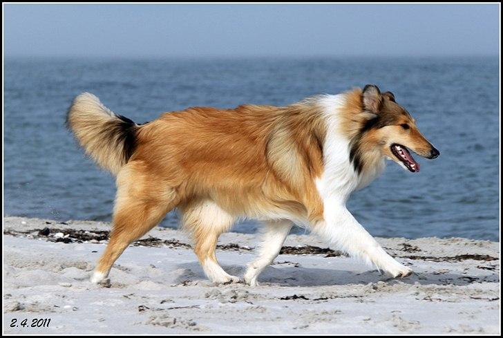 Collie langhåret Ebony Moor´s Adorable Alba billede 17