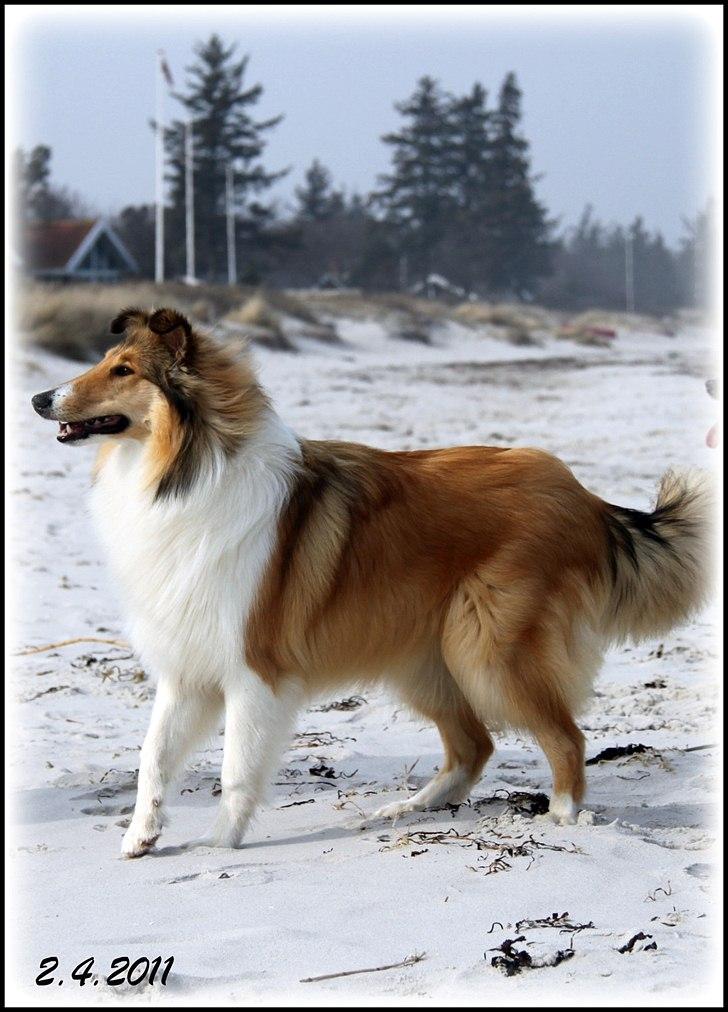 Collie langhåret Ebony Moor´s Adorable Alba billede 18