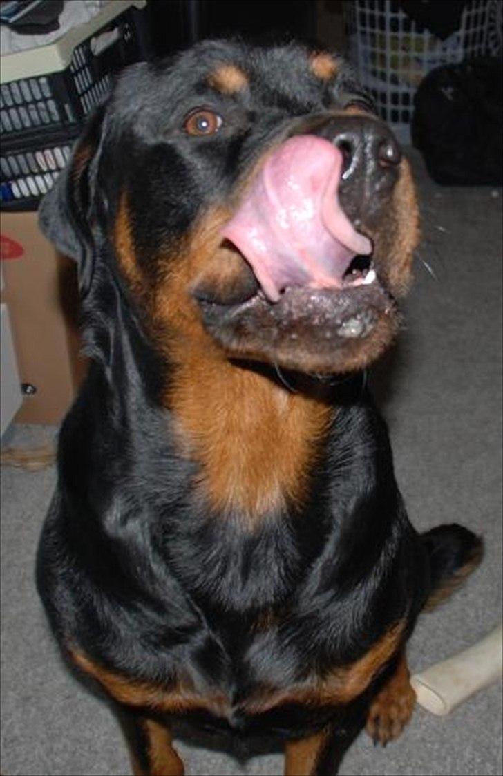 Rottweiler Ty  billede 11