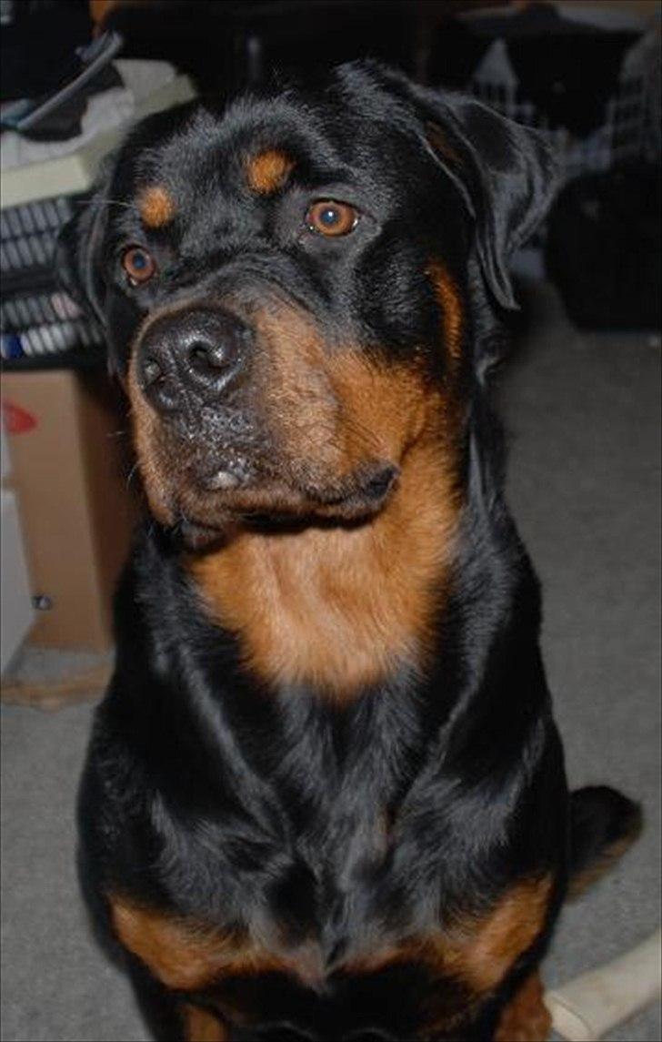 Rottweiler Ty  billede 1