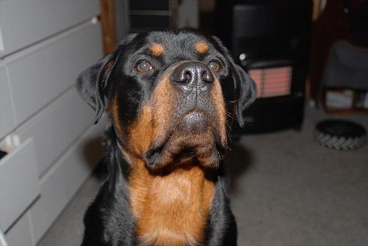 Rottweiler Ty  billede 12