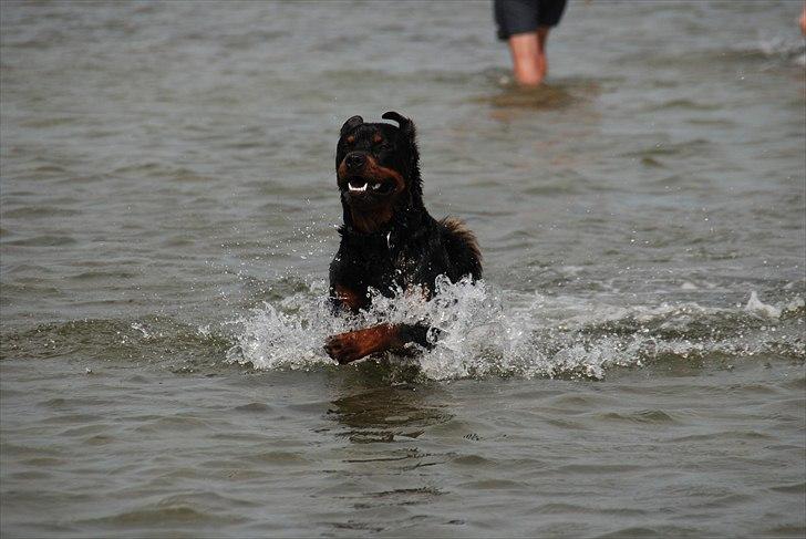 Rottweiler Ty  billede 15