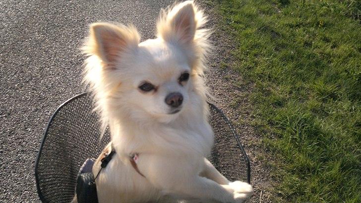 Chihuahua Timon - Timon er med på cykeltur🚴🏻‍♀️🖤 billede 3