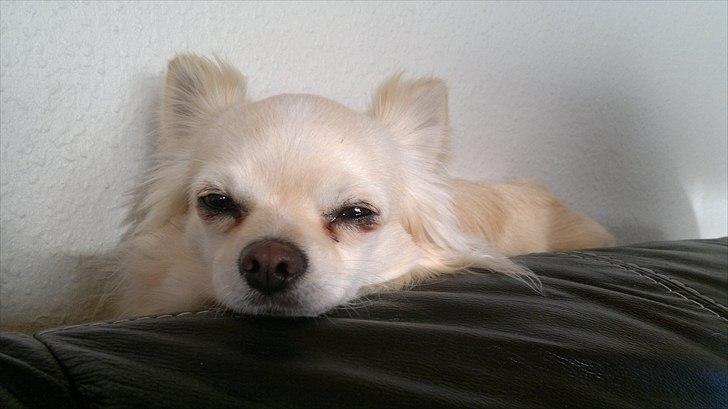 Chihuahua Timon - Tager lige en lille lur💤🖤 billede 4