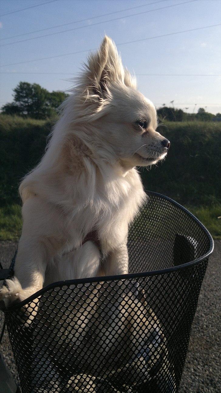 Chihuahua Timon - Du er så skøn min skat🖤 billede 5