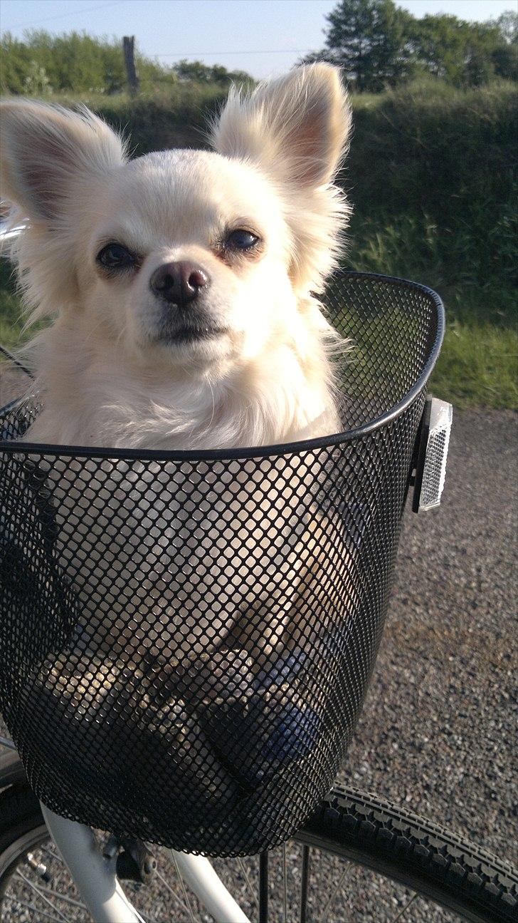Chihuahua Timon - 🖤 billede 6
