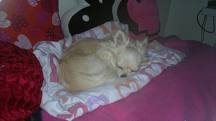 Chihuahua Timon - Så skal der puttes i sengen🖤 billede 7