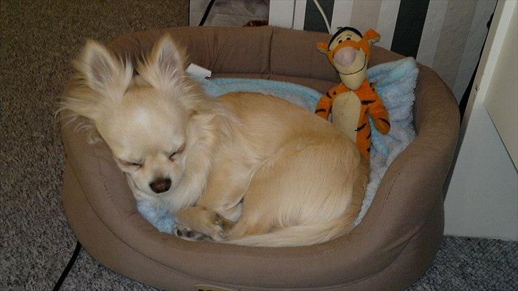 Chihuahua Timon - Du er så sød🖤 billede 8