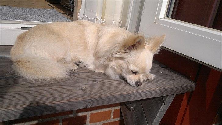 Chihuahua Timon - Altid lækkert at ligge på trappen🖤 billede 9