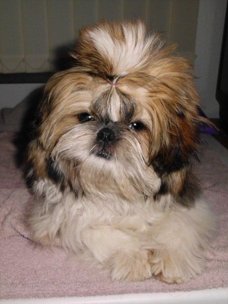 Shih tzu Bea aka Duracell, Bor hos min datter nu billede 13