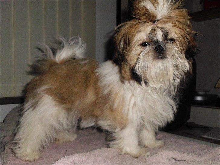 Shih tzu Bea aka Duracell, Bor hos min datter nu billede 14