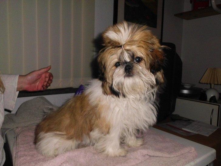 Shih tzu Bea aka Duracell, Bor hos min datter nu billede 15