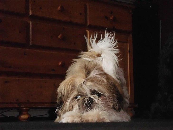 Shih tzu Bea aka Duracell, Bor hos min datter nu billede 16