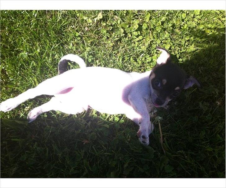 Chihuahua Flowers Kato billede 6