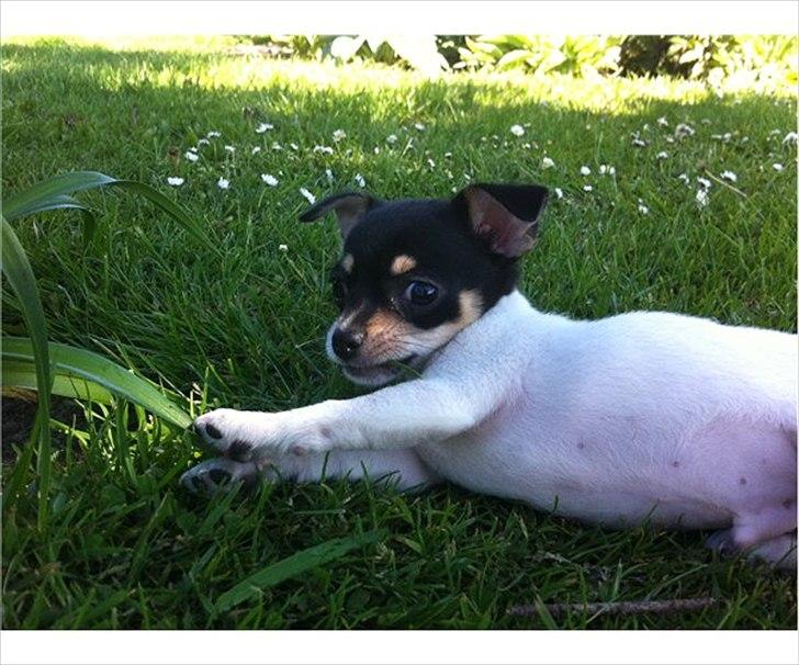 Chihuahua Flowers Kato billede 3