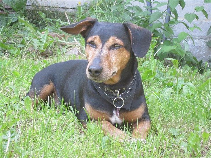 Blanding af racer Jack - Charmetrolden billede 20