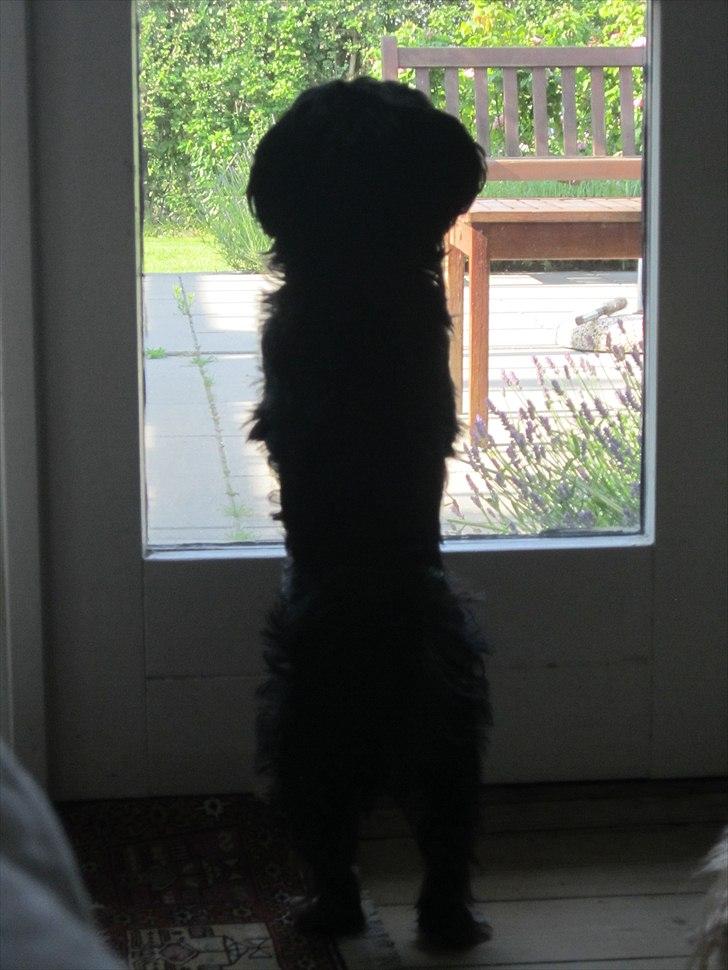 Blanding af racer Luna - Den nuttede billede 3