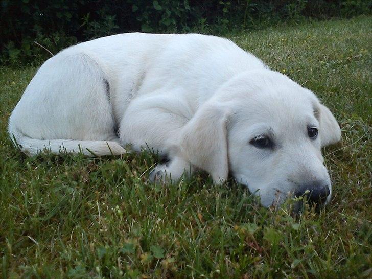 Labrador retriever Kessler - Skønne lille Kessler billede 3