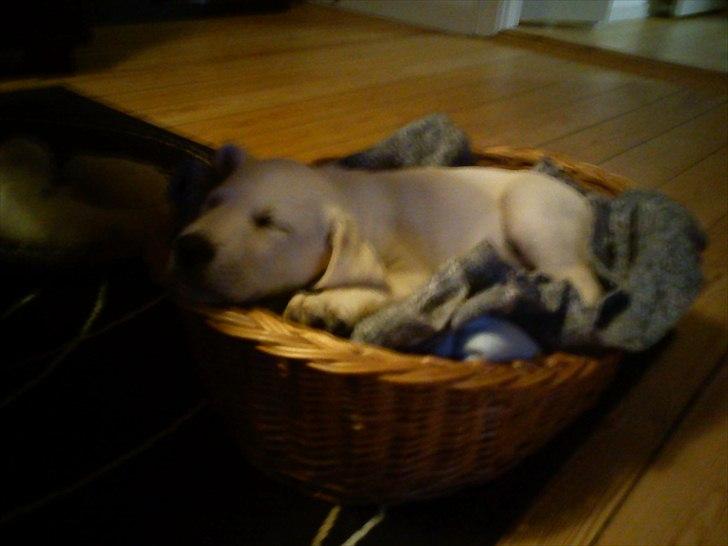 Labrador retriever Kessler billede 4