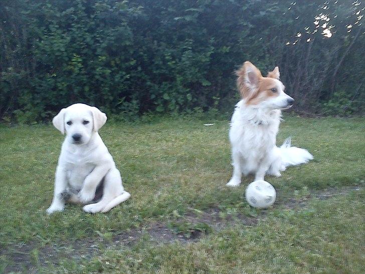 Labrador retriever Kessler - Kessler til venstre og Diesel til højre billede 5