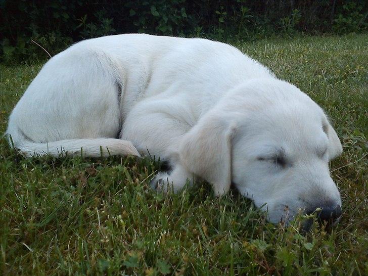 Labrador retriever Kessler billede 6