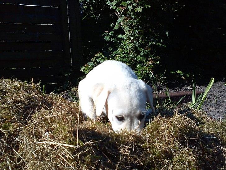 Labrador retriever Kessler billede 7