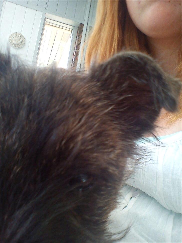 Cairn terrier Liam Jeg Vil Fortsat Elske Dig <3 - Dette er det første billede af ham  billede 1