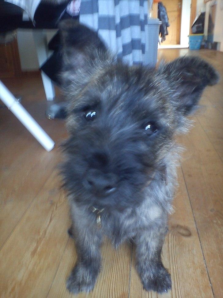 Cairn terrier Liam Jeg Vil Fortsat Elske Dig <3 - Sådan så han ud efter en lille tumle tur med Elliot billede 2