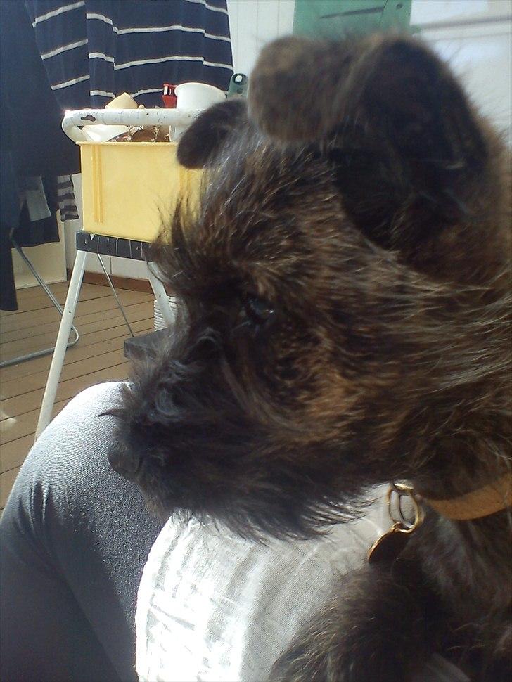 Cairn terrier Liam Jeg Vil Fortsat Elske Dig <3 - Med siden til billede 3