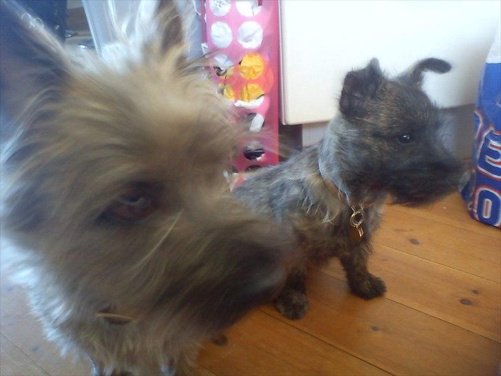 Cairn terrier Liam Jeg Vil Fortsat Elske Dig <3 - Ja, som de fleste med to hunde ved er det ikke nemt at tage et billede af to hunde der sidder pænt og stille ;D billede 4