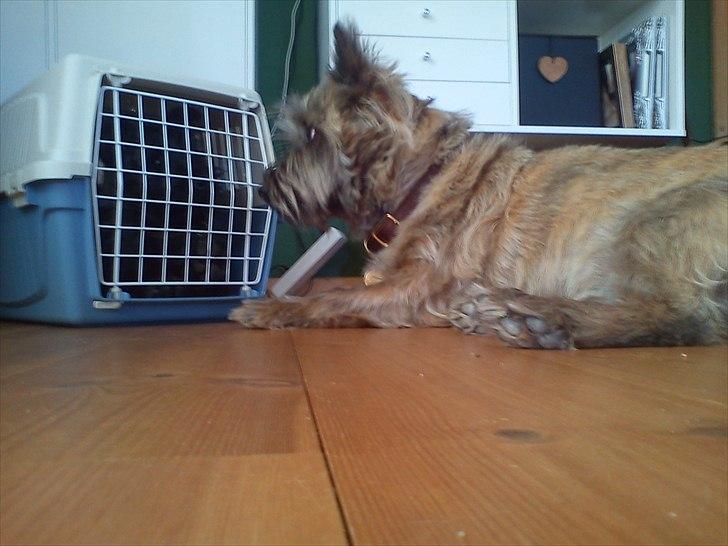 Cairn terrier Liam Jeg Vil Fortsat Elske Dig <3 - Liam er inde i kassen for første gang hvilket han ikke var helt tilfreds med og så ville Elliot lige trøste ham ved at ligge sig unden for <3<3   billede 5